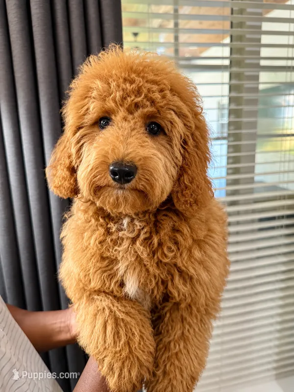 Chase – Poodle - Toy  puppy for sale in Memphis, TN