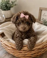 Junie, a female Poodle - Toy  for sale in Memphis, TN – 1 of 2