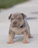 Blueberry-Blue Collar Female, a female American Bully for sale in Milford, DE – 2 of 4