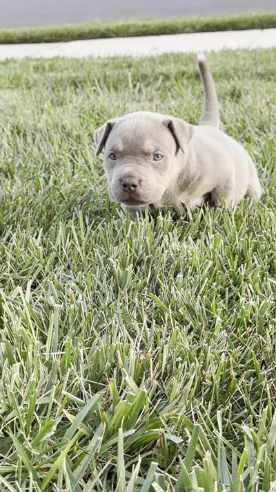 Blueberry-Blue Collar Female, a female American Bully for sale in Milford, DE – 4 of 4