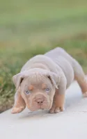 Lemonade-Yellow Collar Female, a female American Bully for sale in Milford, DE – 2 of 4