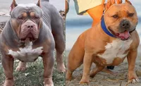 Blueberry-Blue Collar Female, a female American Bully for sale in Milford, DE – 3 of 4