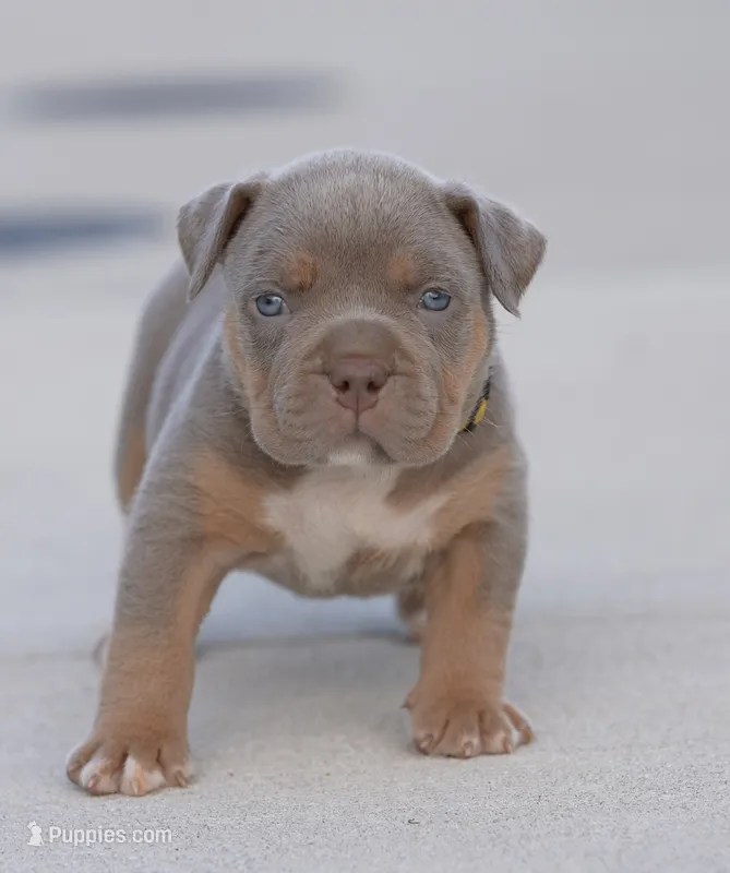 Lemonade-Yellow Collar Female – American Bully puppy for sale in Milford, DE