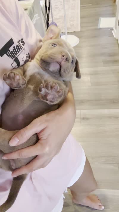 Lemonade-Yellow Collar Female, a female American Bully for sale in Milford, DE – 4 of 4