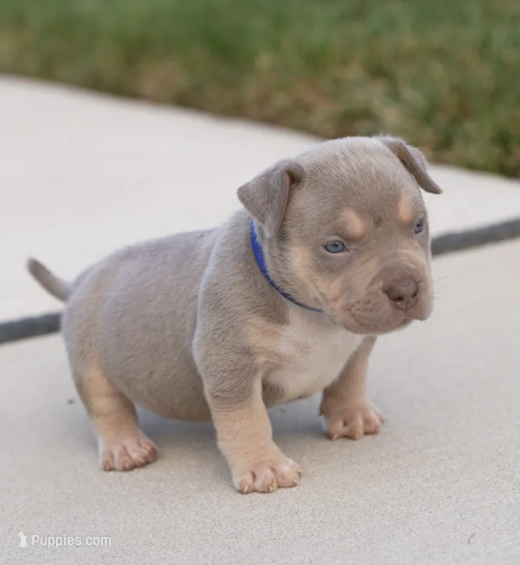 Blueberry-Blue Collar Female – American Bully puppy for sale in Milford, DE