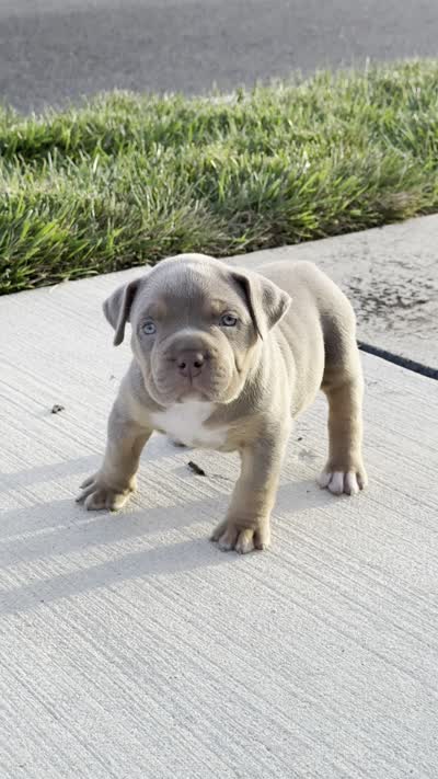 Lemonade-Yellow Collar Female, a female American Bully for sale in Milford, DE – 3 of 4