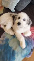 Hallie, pls read my ad! Purebred parents calm,sweet,TEXT my phone pls!, a female Old English Sheepdog and Sheepadoodle for sale in Apple Valley, CA – 10 of 10