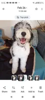 Stormy, a female Sheepadoodle for sale in Apple Valley, CA – 5 of 6
