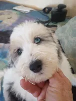 Hallelujah,blue eye, low shed, stunning colors, a female Old English Sheepdog and Sheepadoodle for sale in Apple Valley, CA – 2 of 10