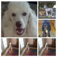 Aspen Blue , a female Poodle - Multi-Colored Standard and Poodle - Standard  for sale in Apple Valley, CA – 9 of 9