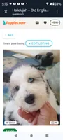 Hallie, one of a kind ,colors galore!,blue eye!, a female Old English Sheepdog and Poodle - Multi-Colored Standard for sale in Apple Valley, CA – 2 of 10