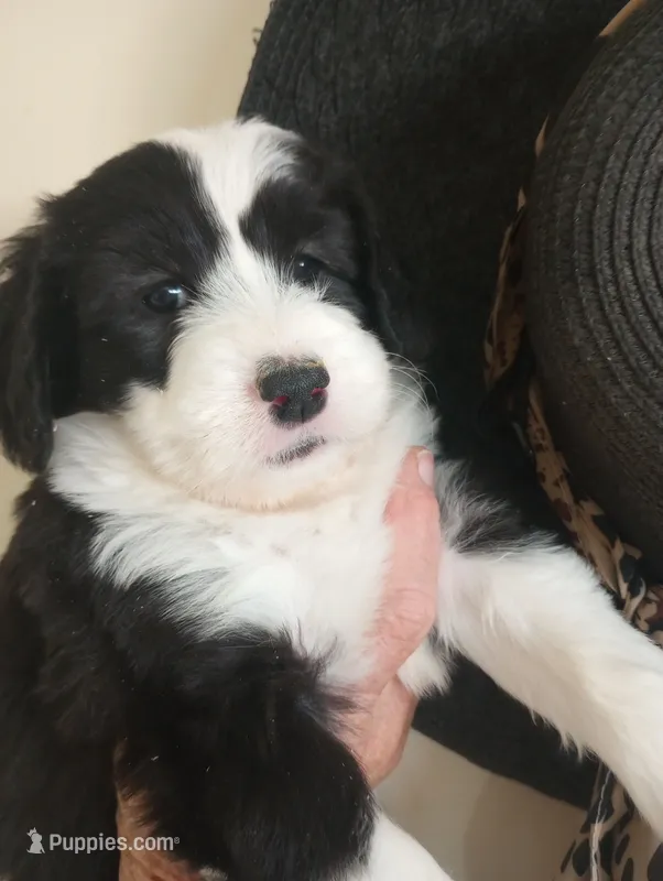 Blessing, Training well, sweetest,health guarantee,text phone pls!  – Old English Sheepdog, Sheepadoodle puppy for sale in Apple Valley, CA