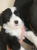 Essie,training well, sweetest,health guarantee,text phone pls! , a female Old English Sheepdog and Poodle - Multi-Colored Standard for sale in Apple Valley, CA – 9 of 9