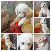 Oakley the love bear,Moyen size,Low shed,pls text my phone only!!, a male Old English Sheepdog and Sheepadoodle for sale in Apple Valley, CA – 9 of 10