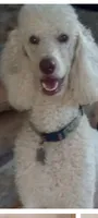 Aspen Blue , a female Poodle - Multi-Colored Standard and Poodle - Standard  for sale in Apple Valley, CA – 5 of 9
