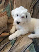 Angels Kiss,merle,low shed,pls text  my phone only!, a female Old English Sheepdog and Sheepadoodle for sale in Apple Valley, CA – 6 of 10