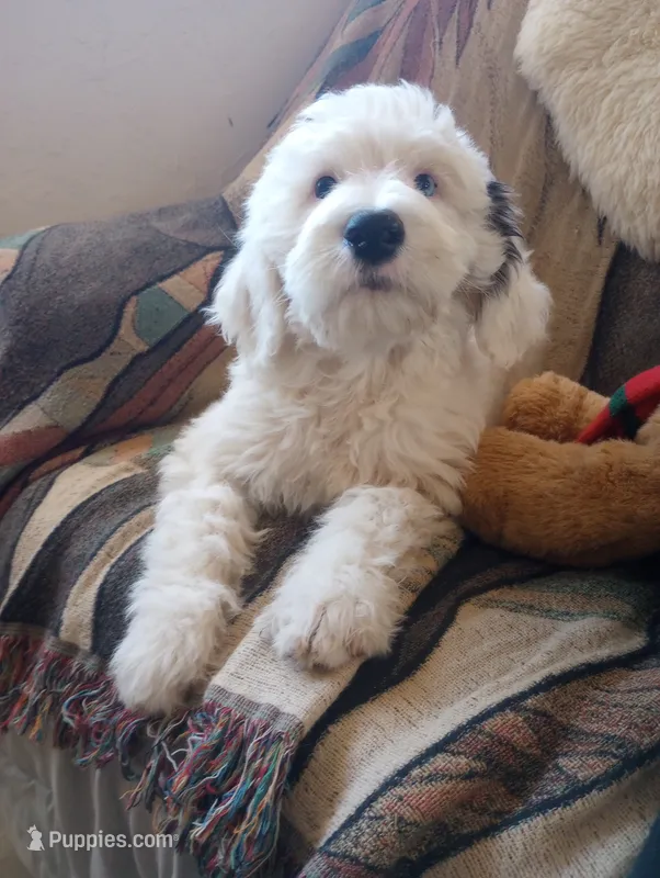 Diva,blue eye,low shed love bug on a leash, pls text phone only! – Old English Sheepdog, Sheepadoodle puppy for sale in Apple Valley, CA