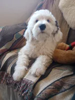 Diva,blue eye,low shed love bug on a leash, pls text phone only!, a female Old English Sheepdog and Sheepadoodle for sale in Apple Valley, CA – 3 of 10