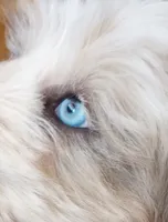 Hallie, one of a kind ,colors galore!,pls read ad profile!text pls!, a female Old English Sheepdog and Sheepadoodle for sale in Apple Valley, CA – 2 of 10