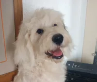 Angel low shed, gentle family dog,purebred parents, pls text my phone!, a female Old English Sheepdog and Poodle - Standard  for sale in Apple Valley, CA – 2 of 10
