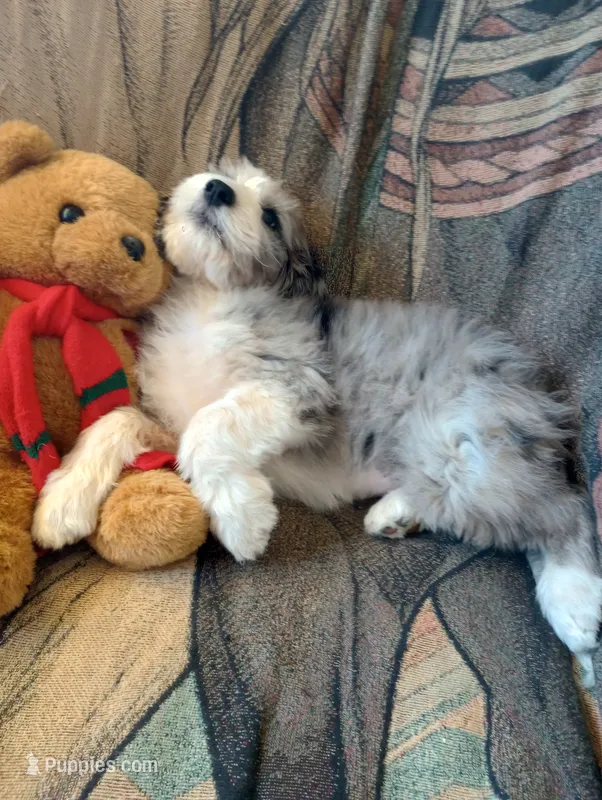 Amazing Grace,low shed,stunning colors, pls text my phone only!! – Old English Sheepdog, Sheepadoodle puppy for sale in Apple Valley, CA