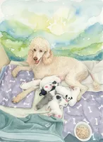 Aspen Blue , a female Poodle - Multi-Colored Standard and Poodle - Standard  for sale in Apple Valley, CA – 3 of 9