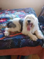 Diva, merle, adorable, striking blue eye, pls text phone only!, a female Old English Sheepdog and Sheepadoodle for sale in Apple Valley, CA – 7 of 10