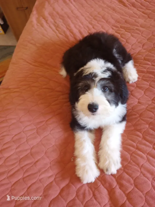 Blessing,on leash,striking looks!!!Low shed,pls text my phone only!! – Old English Sheepdog, Sheepadoodle puppy for sale in Apple Valley, CA