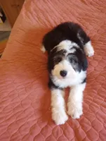 Blessing,on leash,stunning!!!!Low shed,pls text! Pls read ad profile, a female Old English Sheepdog and Sheepadoodle for sale in Apple Valley, CA – 2 of 10
