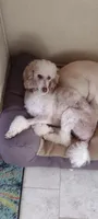 Blessing,extraordinaire!! Low shed,pls text my phone only!!, a female Old English Sheepdog and Sheepadoodle for sale in Apple Valley, CA – 10 of 10