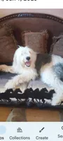 Valentine, a female Old English Sheepdog and Poodle - Standard  for sale in Apple Valley, CA – Photo 5 of 9