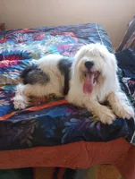 Valentine, a female Old English Sheepdog and Poodle - Standard  for sale in Apple Valley, CA – Photo 6 of 9