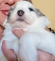 Valentine, a female Old English Sheepdog and Poodle - Standard  for sale in Apple Valley, CA – Photo 1 of 9