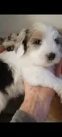 Valentine, a female Old English Sheepdog and Poodle - Standard  for sale in Apple Valley, CA – Photo 3 of 9