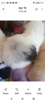 Valentine, a female Old English Sheepdog and Poodle - Standard  for sale in Apple Valley, CA – Photo 4 of 9