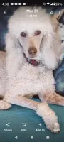 Valentine, a female Old English Sheepdog and Poodle - Standard  for sale in Apple Valley, CA – Photo 8 of 9