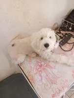 Diva,blue eye,extremely smart,pls text me!!pls read ad profile!!, a female Old English Sheepdog and Sheepadoodle for sale in Apple Valley, CA – 10 of 10