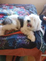 Divinity,standard, OES, a female Sheepadoodle for sale in Apple Valley, CA – Photo 9 of 10