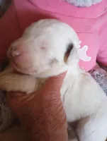 Divinity, a female Sheepadoodle for sale in Apple Valley, CA – Photo 2 of 6