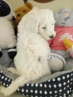 Diva,service dog,laid back, pls text my phone only!, a female Sheepadoodle and Poodle - Standard  for sale in Apple Valley, CA – Photo 1 of 10