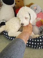 Diva,service dog,laid back, pls text my phone only!, a female Sheepadoodle and Poodle - Standard  for sale in Apple Valley, CA – Photo 3 of 10