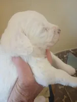 Divinity,standard, OES, a female Sheepadoodle for sale in Apple Valley, CA – Photo 3 of 10