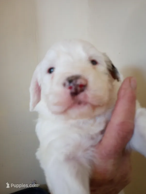 Divinity,standard, OES – Sheepadoodle, Poodle - Standard  puppy for sale in Apple Valley, CA