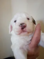 Diva,gorgeous, smart, a female Sheepadoodle and Poodle - Standard  for sale in Apple Valley, CA – Photo 4 of 10