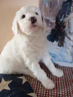 Diva,adorable,blue eye!merle, a female Sheepadoodle and Poodle - Standard  for sale in Apple Valley, CA – Photo 2 of 10