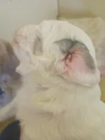 Divinity,standard, OES, a female Sheepadoodle for sale in Apple Valley, CA – Photo 4 of 10