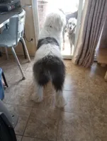 Divinity,standard, OES, a female Sheepadoodle for sale in Apple Valley, CA – Photo 7 of 10