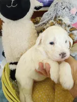 Diva,gorgeous, smart, a female Sheepadoodle and Poodle - Standard  for sale in Apple Valley, CA – Photo 2 of 10