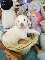 Diva,gorgeous, smart, a female Sheepadoodle and Poodle - Standard  for sale in Apple Valley, CA – Photo 1 of 10
