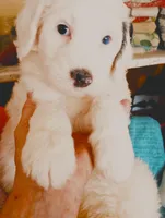 Diva,adorable,blue eye!merle, a female Sheepadoodle and Poodle - Standard  for sale in Apple Valley, CA – Photo 5 of 10